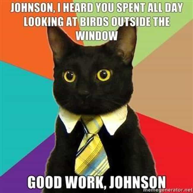 business cat meme list of funny business cats business cat on time use photo u1?w=650&q=50&fm=jpg&fit=crop&crop=faces business cat meme list of funny business cats